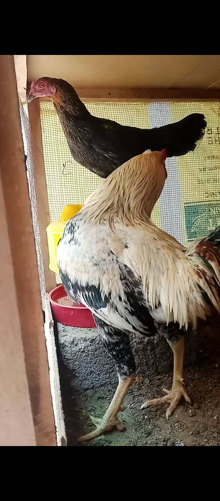 Aseel Java Breeder pair and 1 murga 4