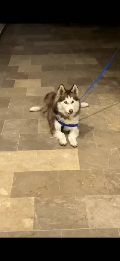 wolly coat Siberian husky available