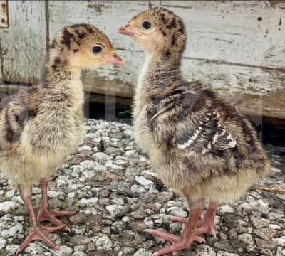 Turkey chicks