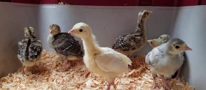 Turkey chicks