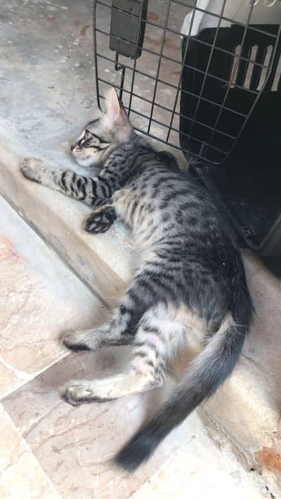 2months stray kittens