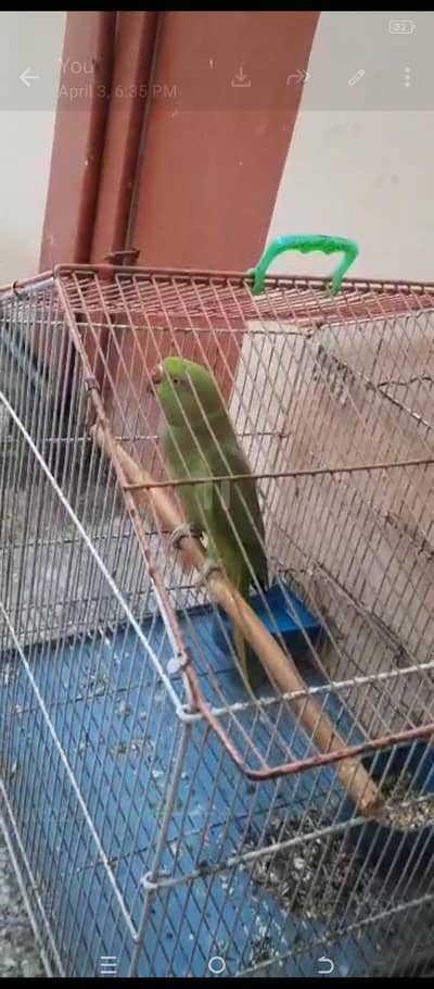 3 parrots for sale