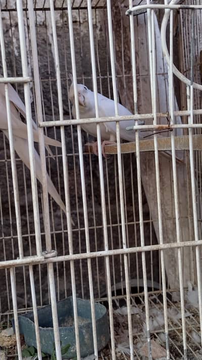 under size cackatiel top quality breeder pair.