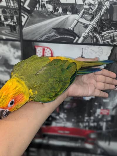 sunconure pair for sale hand tame