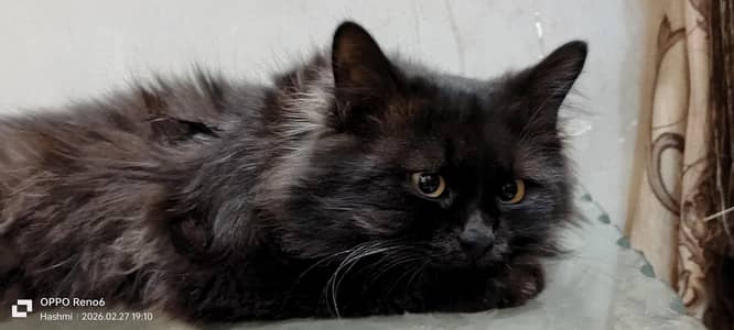 Persian Black Cat