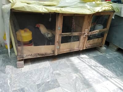 Big hen cage Darba pinjra