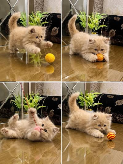 Persian Kittens Available for Sale – Healthy & Active