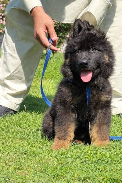 100 original contact on WhatsApp 03147068337