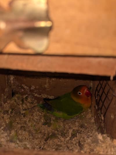 green fisher breeder lovebirds