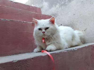 "Royal Persian Kitten for Sale