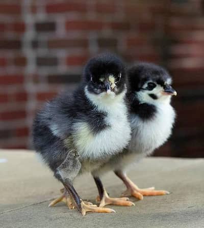 Pure Australorp Chicks for sale