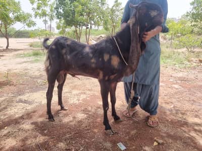 Breeder Kamori Huge Size Male