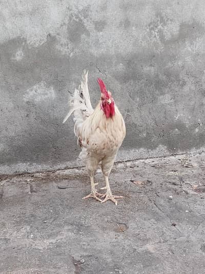 rooster for sale