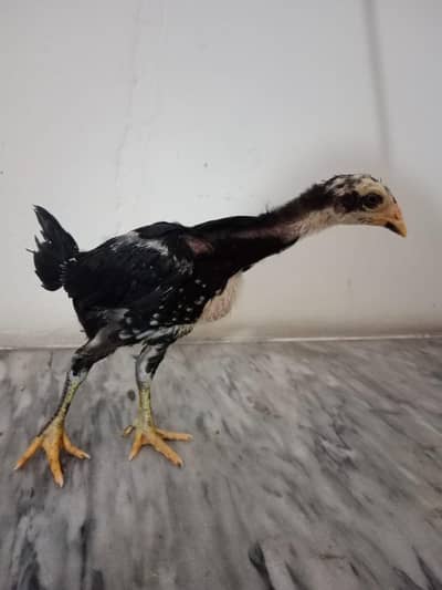 pakoya cross chicks Quality Wala chicks Available