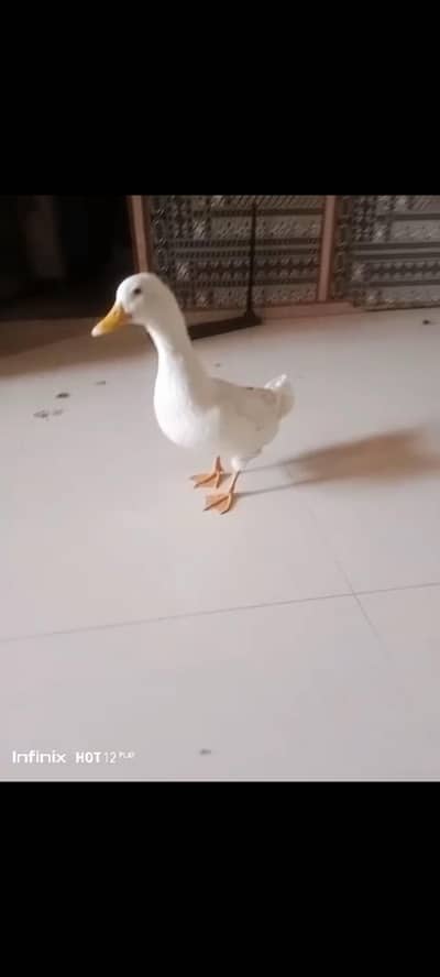 duck  for sell