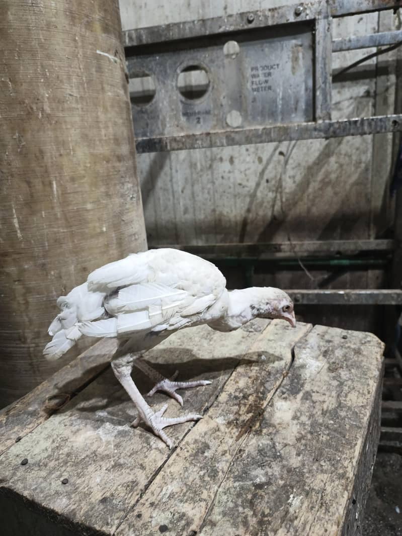 2 aseel 4 month ki murge 1