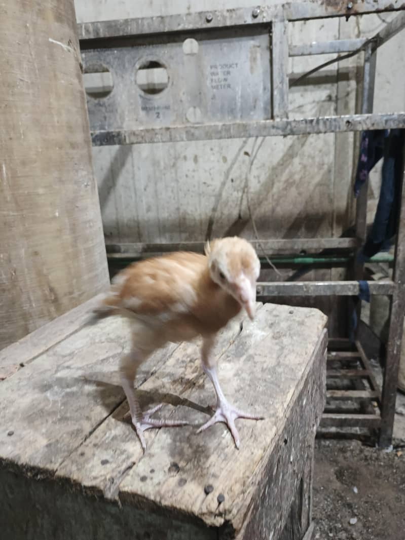 2 aseel 4 month ki murge 2