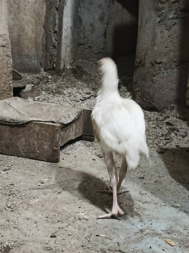 2 aseel 4 month ki murge 3