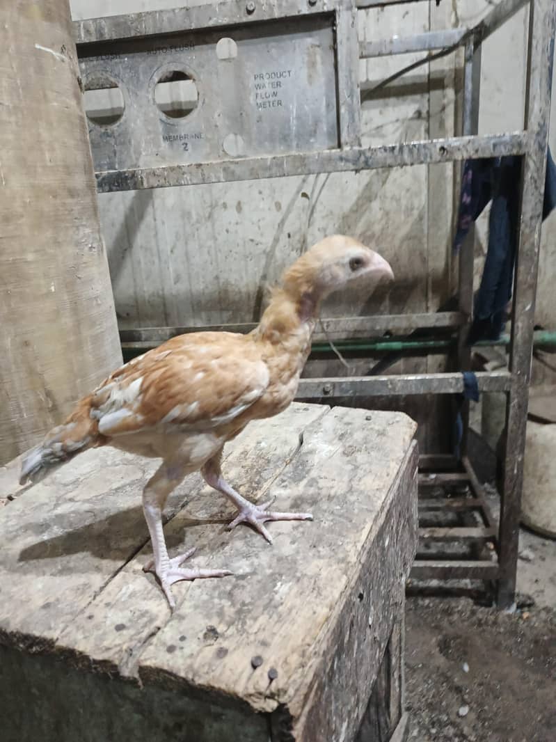 2 aseel 4 month ki murge 4