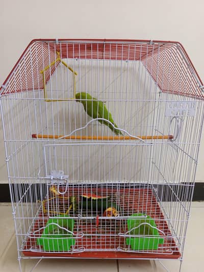 parrots/Toota green with pinjra