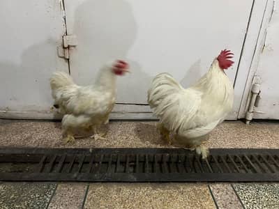 Bantam White pair