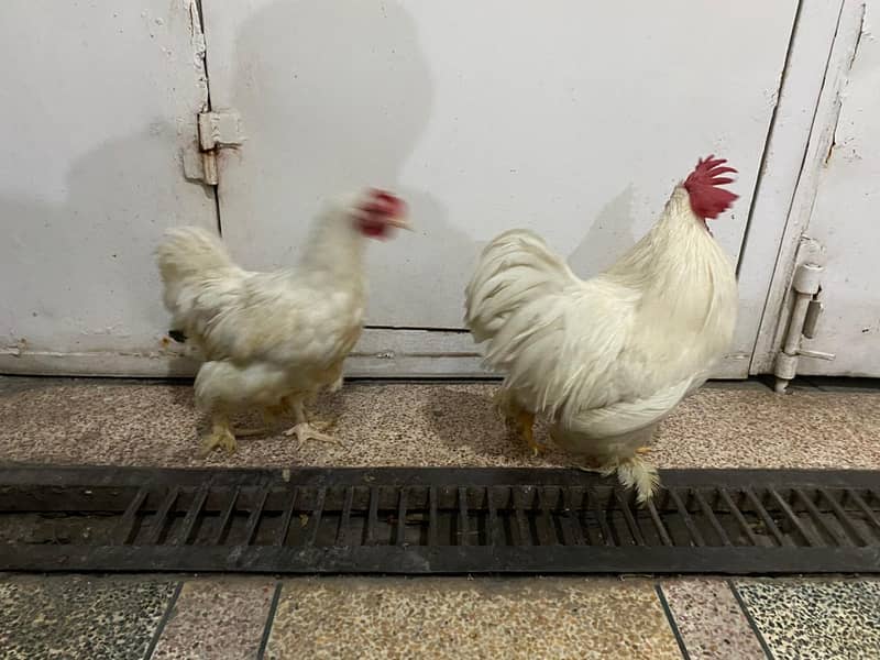 Bantam White pair 0