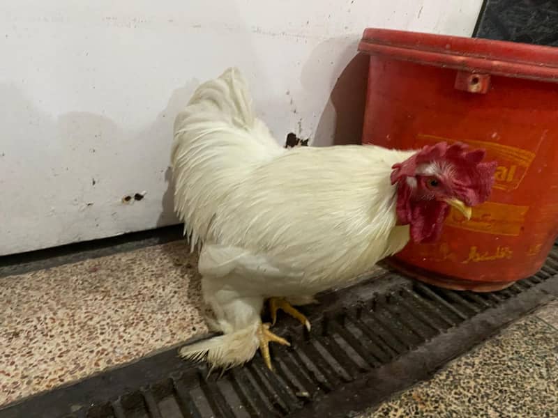 Bantam White pair 1