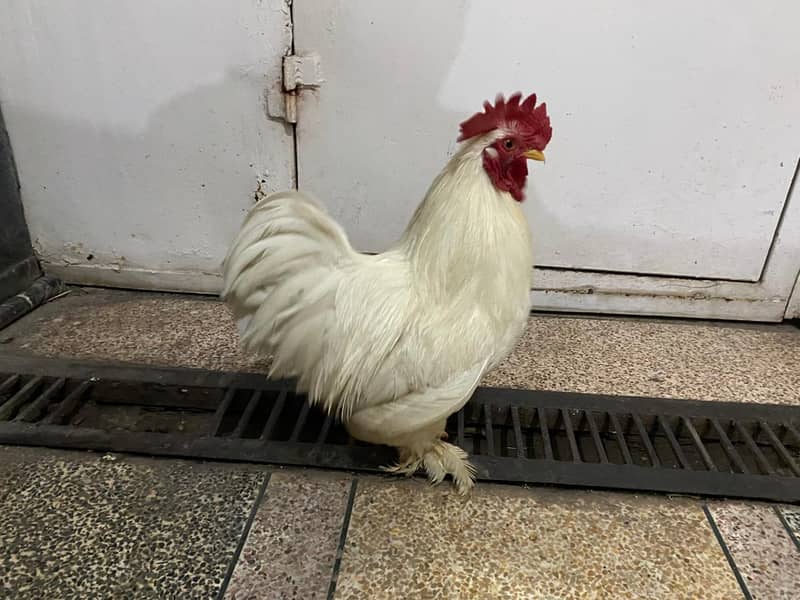 Bantam White pair 2