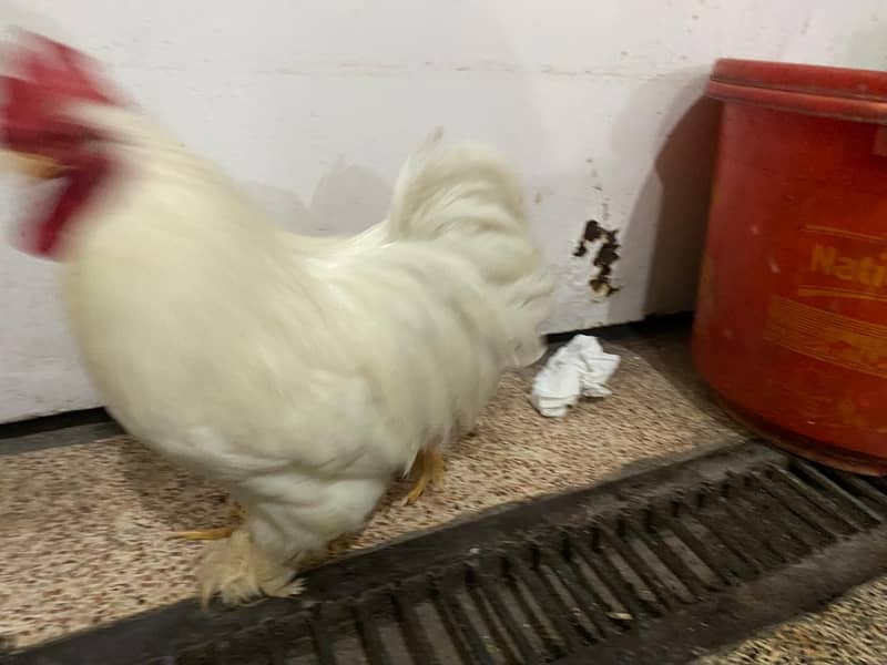 Bantam White pair 3