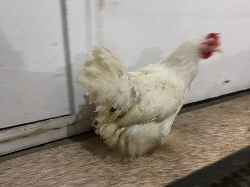 Bantam White pair 4