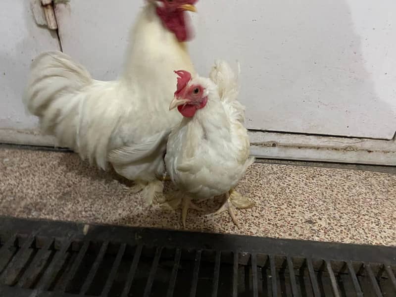 Bantam White pair 5
