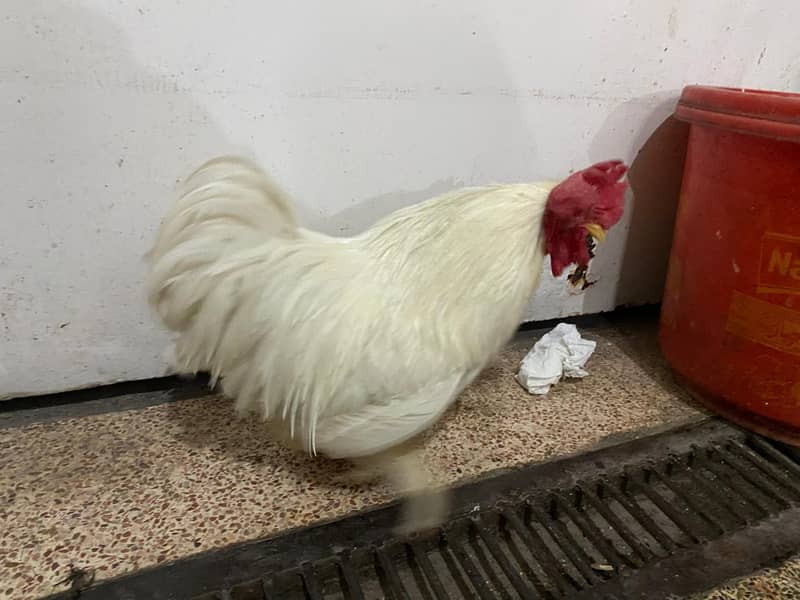 Bantam White pair 6