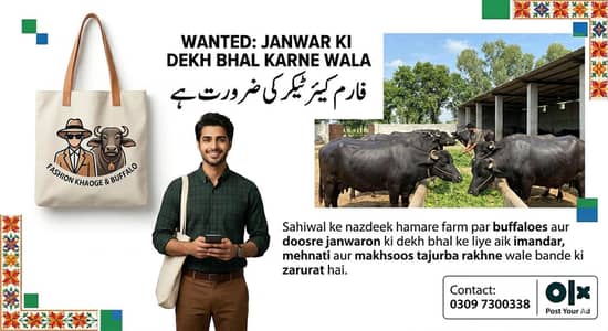 job ha Buffalo farm ke liye tajurba-kar farm worker chahiye