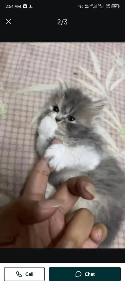 piki bloadling kitten. pair available