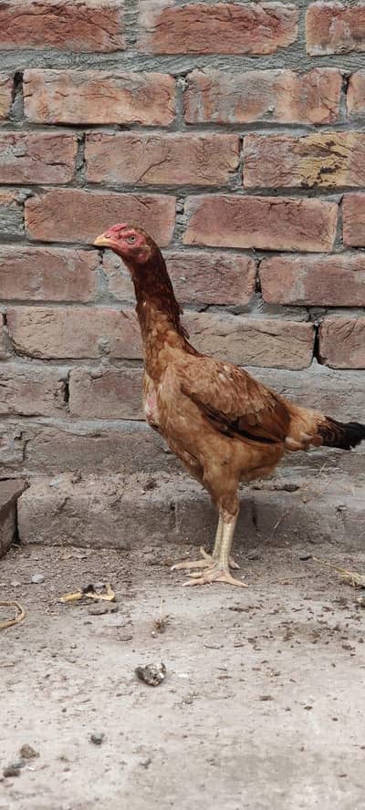 brown Pakistani aseel black Thai shmo