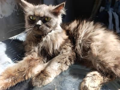 British longhair female