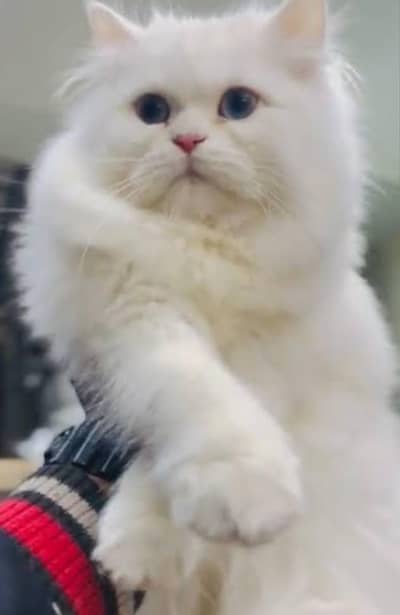 triple coated Persian cat (polite,loving)