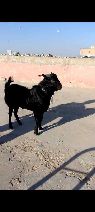 zero size codu tedda