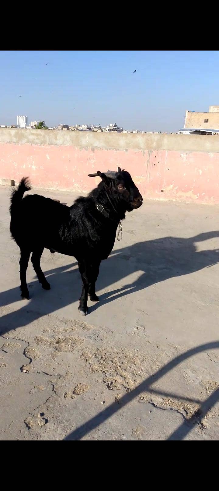 zero size codu tedda 0