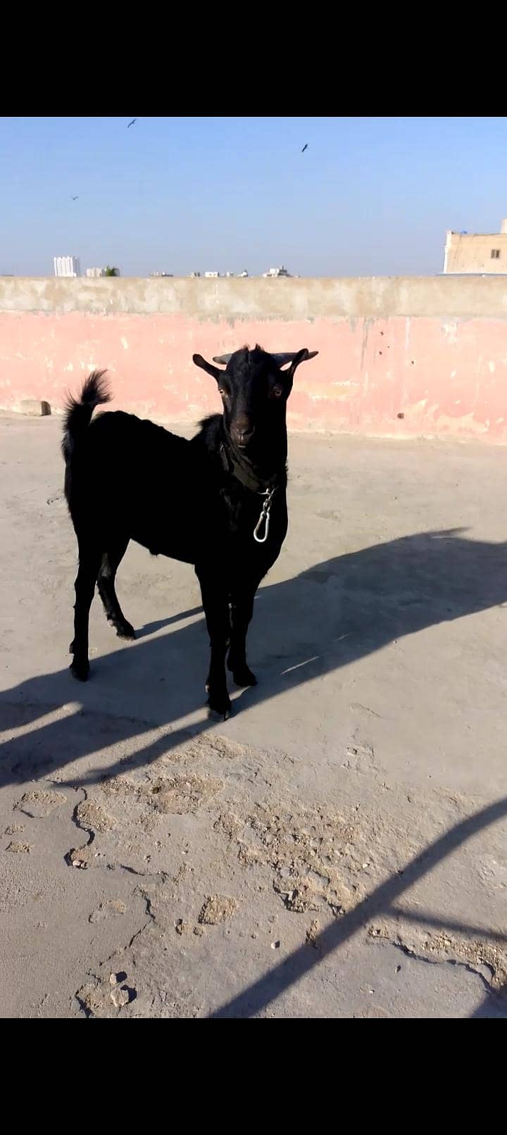 zero size codu tedda 1