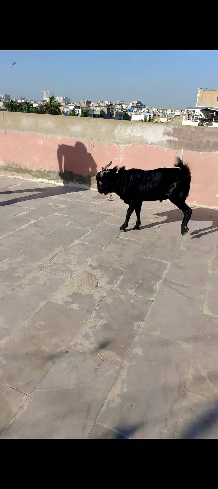 zero size codu tedda 2