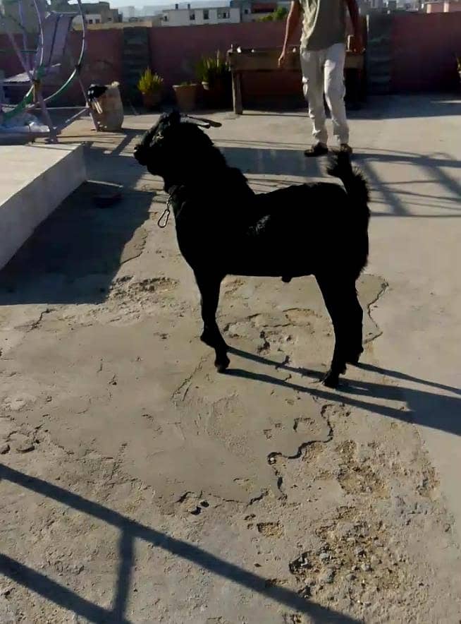 zero size codu tedda 3