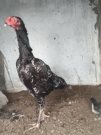 Black O shamu Female