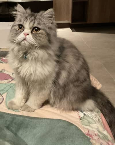 Persian Cat
