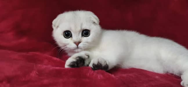 Scottish Fold Kitten Vaccinated Imported