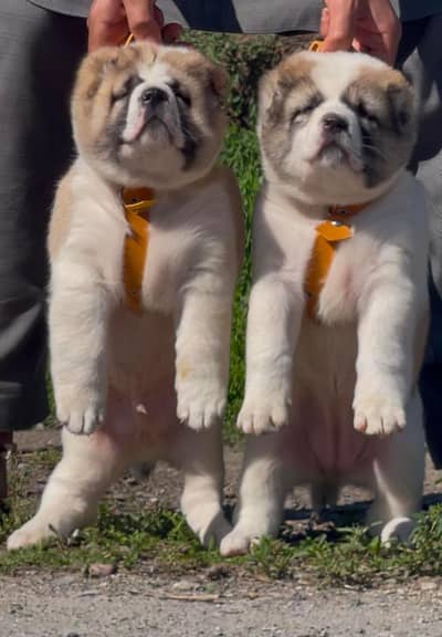 Alabai dabal Hadi have bone stacture security dogs for sale