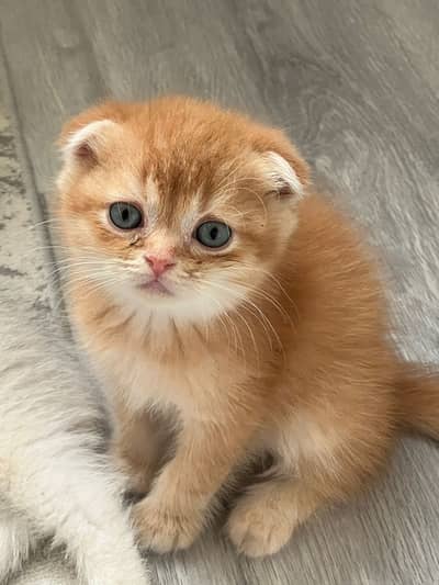 Scottish Fold Imported Kitten Playful1
