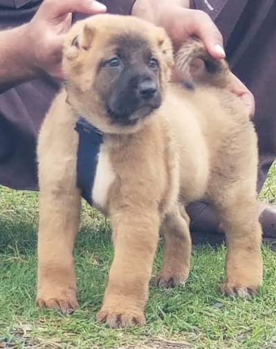 King Turkish kangal male dabal hadi Havey bone stacture security dogs