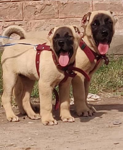 king Turkish kangal pair dabal hadi Havey bone stacture security dogs