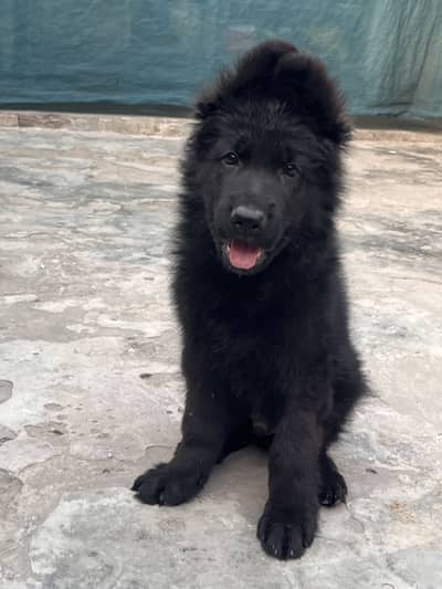 black german shepherd puppy for sale available